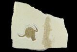 Eryon Crustacean - Solnhofen Limestone #130604-1